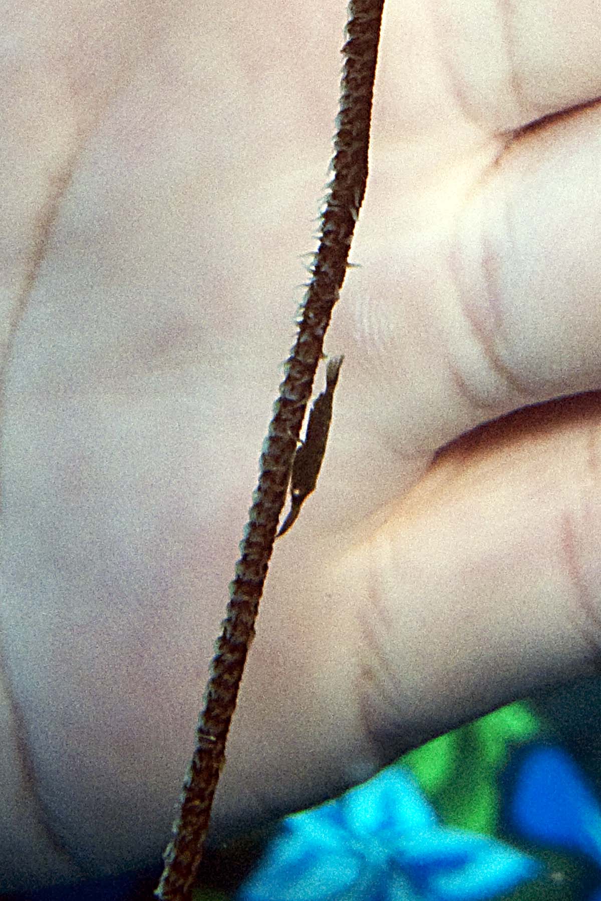 Wire coral shrimp (and fingers)